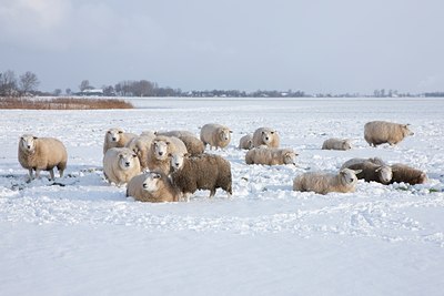 BUITEN BEELD Foto: 91147