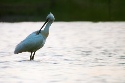 BUITEN BEELD Foto: 91165