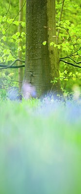 BUITEN BEELD Foto: 91179