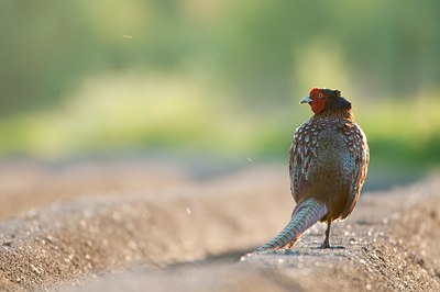 BUITEN BEELD Foto: 91195