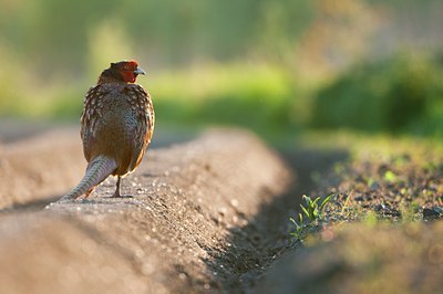 BUITEN BEELD Foto: 91197
