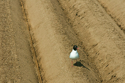 BUITEN BEELD Foto: 91210