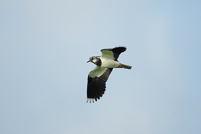 BUITEN BEELD Foto: 91223