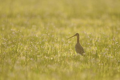 BUITEN BEELD Foto: 91230