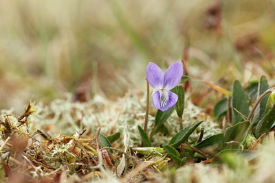 BUITEN BEELD Foto: 91242