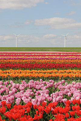 BUITEN BEELD Foto: 91243