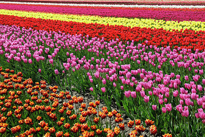 BUITEN BEELD Foto: 91247