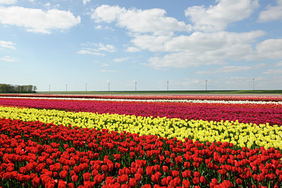 BUITEN BEELD Foto: 91253