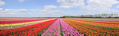 BUITEN BEELD Foto: 91256
