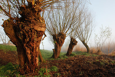BUITEN BEELD Foto: 91286