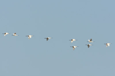 BUITEN BEELD Foto: 91303