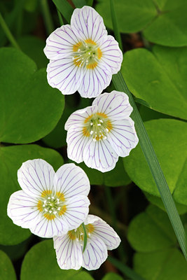 BUITEN BEELD Foto: 91312