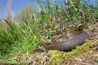 BUITEN BEELD Foto: 91407