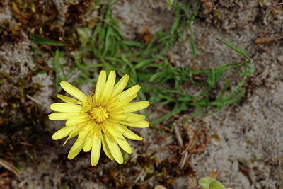 BUITEN BEELD Foto: 91498