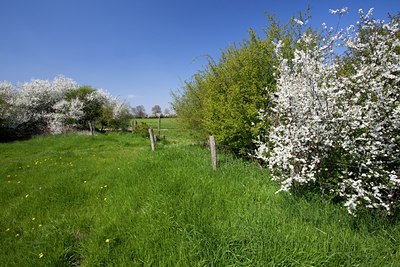 BUITEN BEELD Foto: 91543