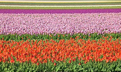 BUITEN BEELD Foto: 91546