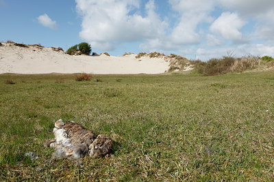 BUITEN BEELD Foto: 91571