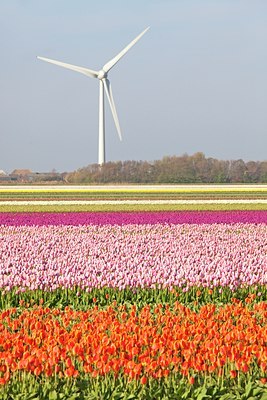 BUITEN BEELD Foto: 91643