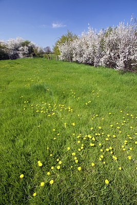 BUITEN BEELD Foto: 91653