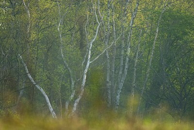 BUITEN BEELD Foto: 91690