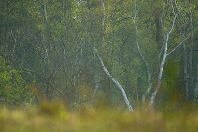 BUITEN BEELD Foto: 91691