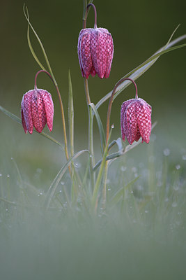 BUITEN BEELD Foto: 91715