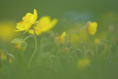BUITEN BEELD Foto: 91722