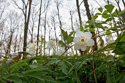 BUITEN BEELD Foto: 91728
