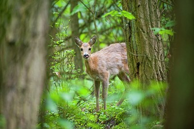 BUITEN BEELD Foto: 91744