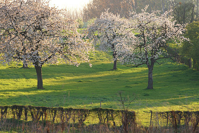 BUITEN BEELD Foto: 91805