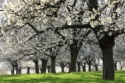 BUITEN BEELD Foto: 91870