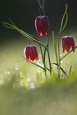 BUITEN BEELD Foto: 91881