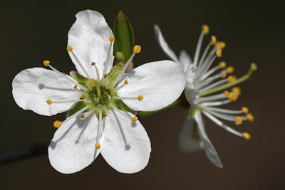 BUITEN BEELD Foto: 91887