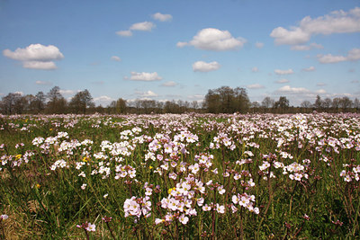 BUITEN BEELD Foto: 91906