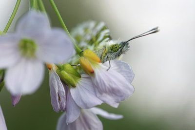 BUITEN BEELD Foto: 91915