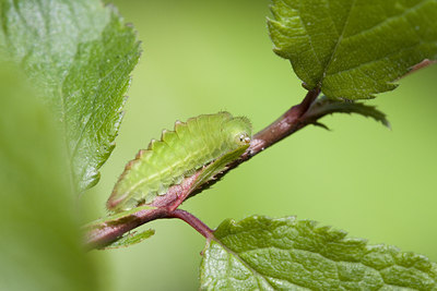 BUITEN BEELD Foto: 91932