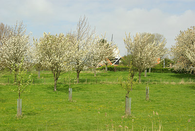 BUITEN BEELD Foto: 91961