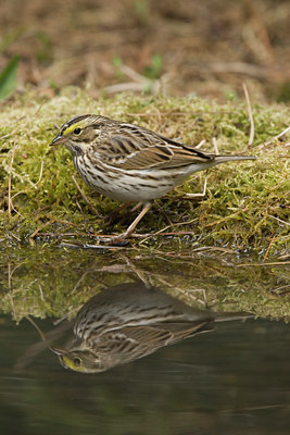 BUITEN BEELD Foto: 91988