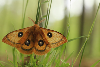 BUITEN BEELD Foto: 92076