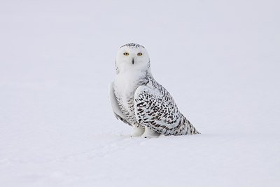 BUITEN BEELD Foto: 92112