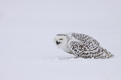 BUITEN BEELD Foto: 92113