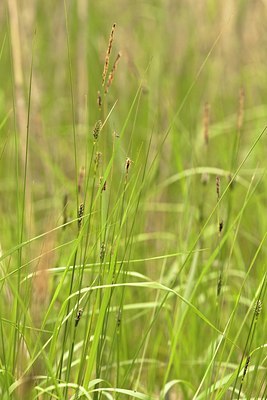 BUITEN BEELD Foto: 92132