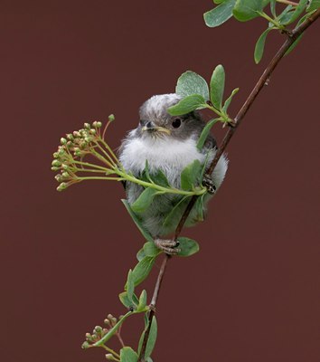 BUITEN BEELD Foto: 92155