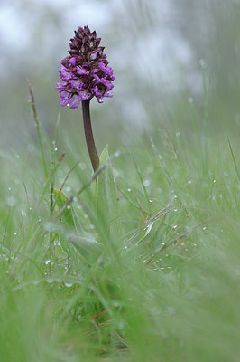 BUITEN BEELD Foto: 92203