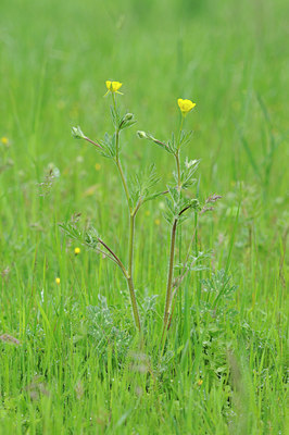 BUITEN BEELD Foto: 92211