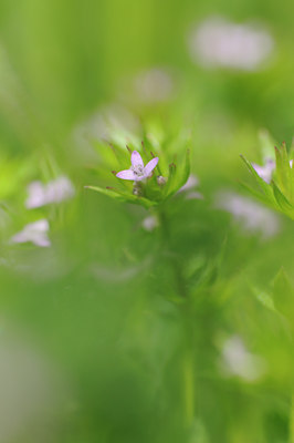 BUITEN BEELD Foto: 92229