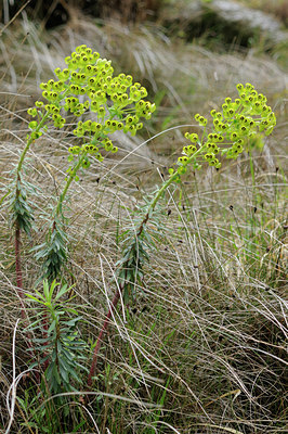 BUITEN BEELD Foto: 92258