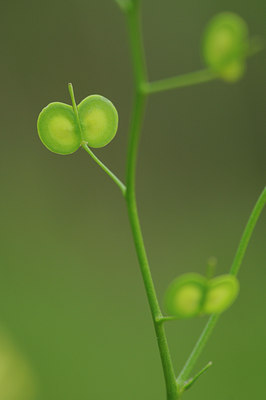 BUITEN BEELD Foto: 92261