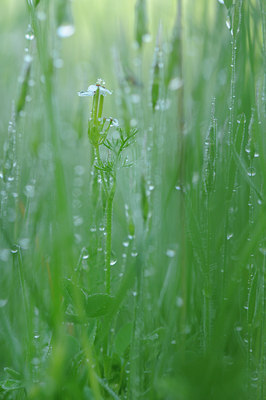 BUITEN BEELD Foto: 92267
