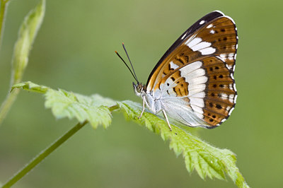 BUITEN BEELD Foto: 92299